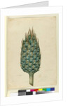 Macrozamia, c.1803-06 by John William Lewin