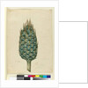 Macrozamia, c.1803-06 by John William Lewin