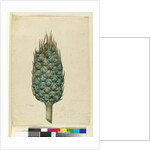 Macrozamia, c.1803-06 by John William Lewin