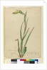 l. Phylidrum lanuginosum, c.1803-06 by John William Lewin