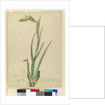 l. Phylidrum lanuginosum, c.1803-06 by John William Lewin
