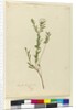 Page 3. Pimelea linifolia, c.1803-06 by John William Lewin