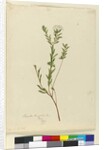 Page 3. Pimelea linifolia, c.1803-06 by John William Lewin