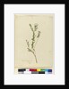 Page 3. Pimelea linifolia, c.1803-06 by John William Lewin