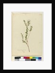 Page 3. Pimelea linifolia, c.1803-06 by John William Lewin