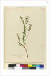 Page 3. Pimelea linifolia, c.1803-06 by John William Lewin