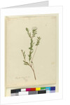 Page 3. Pimelea linifolia, c.1803-06 by John William Lewin