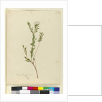 Page 3. Pimelea linifolia, c.1803-06 by John William Lewin