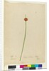 Page 7. Scirpus nodosus, c.1803-06 by John William Lewin