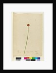 Page 7. Scirpus nodosus, c.1803-06 by John William Lewin