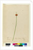 Page 7. Scirpus nodosus, c.1803-06 by John William Lewin