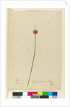 Page 7. Scirpus nodosus, c.1803-06 by John William Lewin