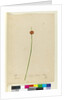 Page 7. Scirpus nodosus, c.1803-06 by John William Lewin