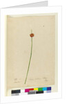Page 7. Scirpus nodosus, c.1803-06 by John William Lewin