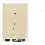 Page 7. Scirpus nodosus, c.1803-06 by John William Lewin