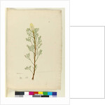 Petrophile pedunculata, c.1803-06 by John William Lewin