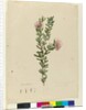 Grevillea punicea, c.1803-06 by John William Lewin
