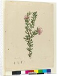 Grevillea punicea, c.1803-06 by John William Lewin