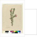Grevillea punicea, c.1803-06 by John William Lewin