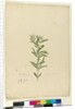 Page 15. Grevillea sericea, c.1803-06 by John William Lewin