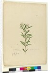Page 15. Grevillea sericea, c.1803-06 by John William Lewin