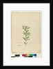 Page 15. Grevillea sericea, c.1803-06 by John William Lewin