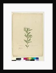 Page 15. Grevillea sericea, c.1803-06 by John William Lewin