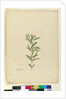 Page 15. Grevillea sericea, c.1803-06 by John William Lewin