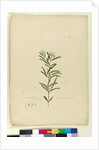 Page 15. Grevillea sericea, c.1803-06 by John William Lewin