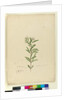 Page 15. Grevillea sericea, c.1803-06 by John William Lewin