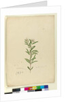Page 15. Grevillea sericea, c.1803-06 by John William Lewin
