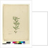 Page 15. Grevillea sericea, c.1803-06 by John William Lewin