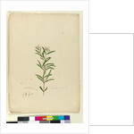 Page 15. Grevillea sericea, c.1803-06 by John William Lewin