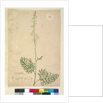 Lomatia silaifolia, c.1803-06 by John William Lewin