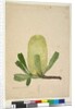 Page 19. Banksia serrata, c.1803-06 by John William Lewin