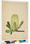 Page 19. Banksia serrata, c.1803-06 by John William Lewin