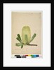 Page 19. Banksia serrata, c.1803-06 by John William Lewin