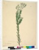 Page 21. Conospermum ericifolium, c.1803-06 by John William Lewin