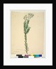 Page 21. Conospermum ericifolium, c.1803-06 by John William Lewin