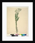 Page 21. Conospermum ericifolium, c.1803-06 by John William Lewin