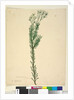 Page 21. Conospermum ericifolium, c.1803-06 by John William Lewin