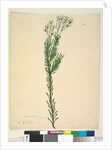 Page 21. Conospermum ericifolium, c.1803-06 by John William Lewin