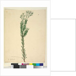 Page 21. Conospermum ericifolium, c.1803-06 by John William Lewin
