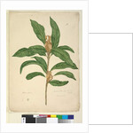 Page 22. Xylomelum pyriforme, c.1803-06 by John William Lewin