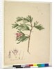 Page 23. Lambertia formosa, c.1803-06 by John William Lewin