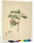 Page 23. Lambertia formosa, c.1803-06 by John William Lewin