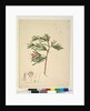 Page 23. Lambertia formosa, c.1803-06 by John William Lewin