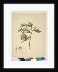 Page 23. Lambertia formosa, c.1803-06 by John William Lewin