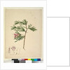 Page 23. Lambertia formosa, c.1803-06 by John William Lewin