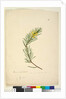 Page 26. Persoonia linearis, c.1803-06 by John William Lewin